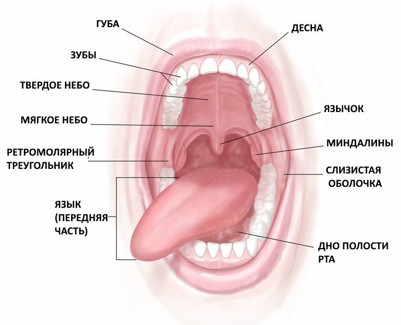 Стоматит - Стоматология 21 Век, Краснодар